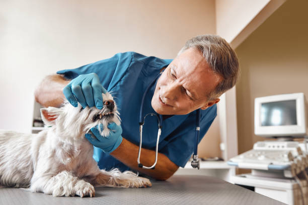 Best Emergency Denture Repair in Cape Carteret, NC